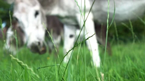 Donkeys eating grass (4k) Video stock 78368954