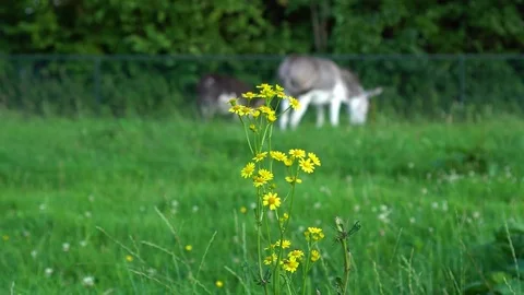 Donkeys eating grass (4k) Video stock 78368992
