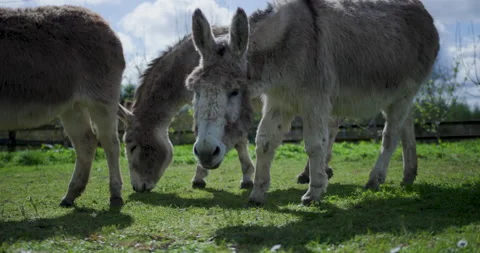 Donkeys eating grass and looking away Stock Footage 238996561