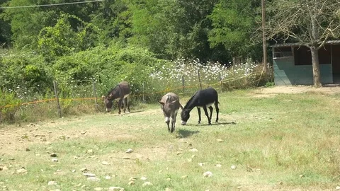 Donkeys eating grass Stock Footage 71620632
