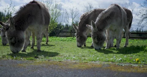 Donkeys Eating Grass Video stock 238998054