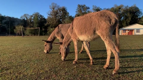 Donkeys eating grass in the meadow. Stock Footage 242836689