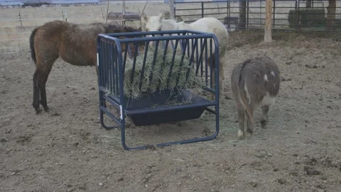 Donkeys eating hay from feeder Stock Footage 199131697