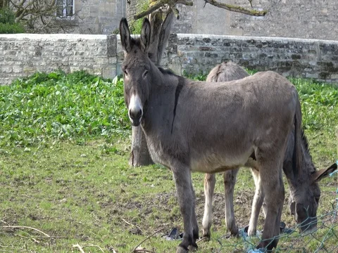 Donkeys eating together Video stock 76909226