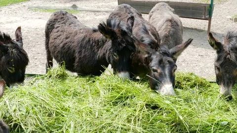 Donkeys eats green grass Stock Footage 78156696