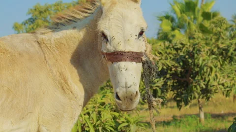 A donkey’s face covered in flies, wearing a rope halter, in a sunny outdoor Video stock 306717880