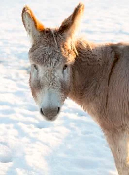 Donkey's Face in Winter Foto stock