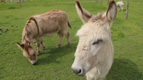 Donkeys in a farm field Stock Footage 879865