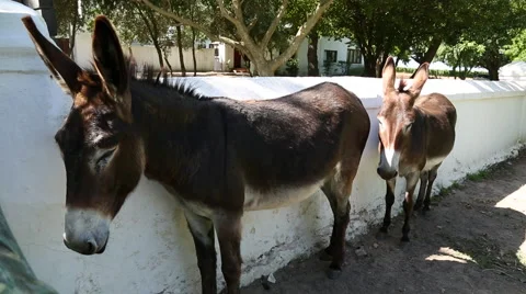 Donkeys on a farm Stock Footage 47752933