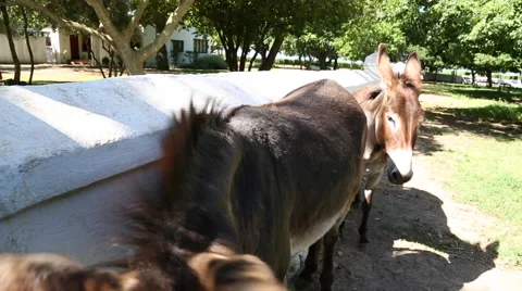 Donkeys on a farm Stock Footage 47753203