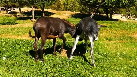 Donkeys on the farm, Stock Footage 101353110