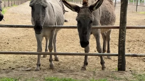 Donkeys on Farm Stock Footage 310655448
