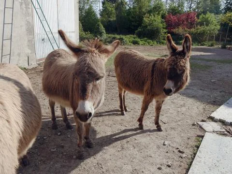 Donkeys in the farm outdoors Stock Photos