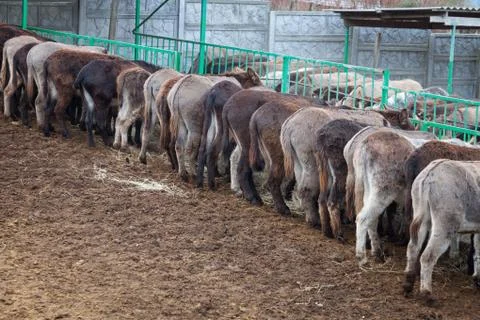 Donkeys on a farm Foto stock