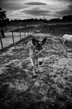 Donkeys on farm Stock Photos