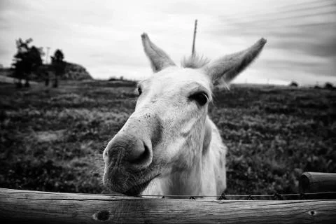 Donkeys on farm Stock Photos