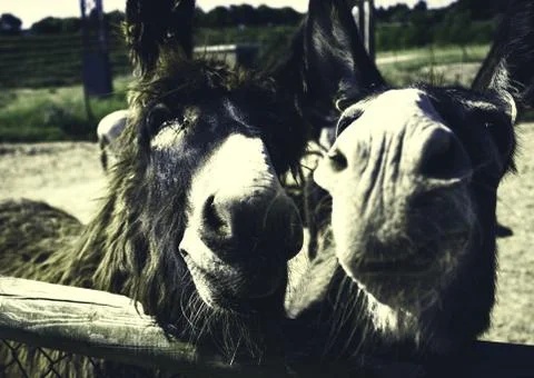 Donkeys on farm Stock Photos