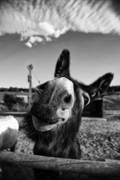 Donkeys on farm Stock Photos