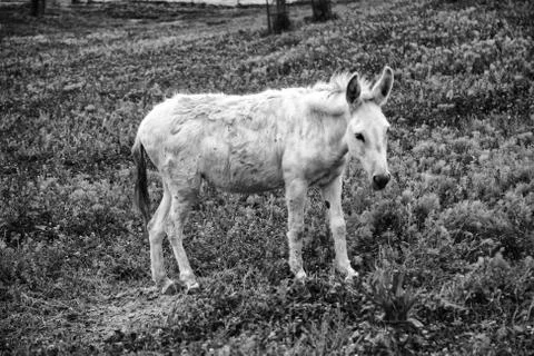 Donkeys on farm Stock Photos