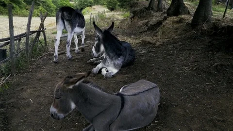 Donkeys in the farm yard Stock Footage 84201937
