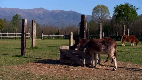 Donkeys feed on grass. Slow motion. Panning 4K Stock Footage 335315166
