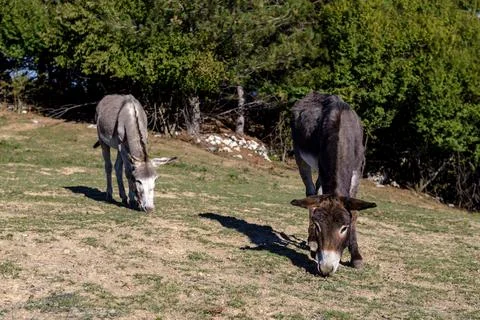 Donkeys in a field Stock Photos