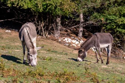 Donkeys in a field Stock Photos