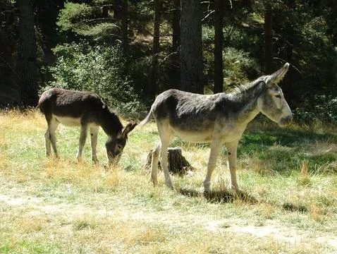 Donkeys in the field Stock Photos