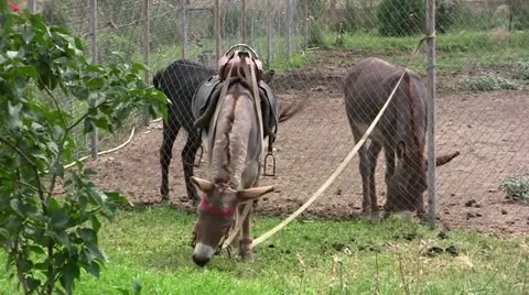 Donkeys Stock Footage 11308713