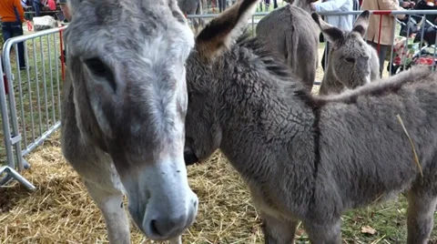 Donkeys Video stock 31820274
