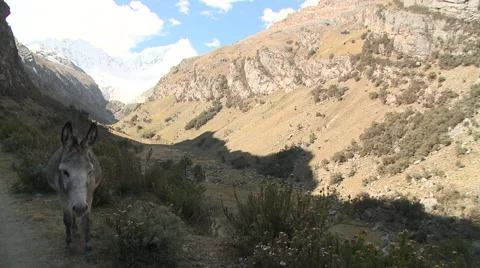 Donkeys Stock Footage 40842456