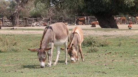 Donkeys Stock Footage 79400404
