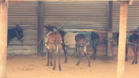 Donkeys Video stock 83649945