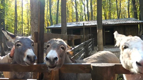 Donkeys Stock Footage 97214012