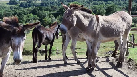 Donkeys Stock Footage 135233745