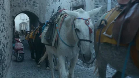 Donkeys Stock Footage 142590639