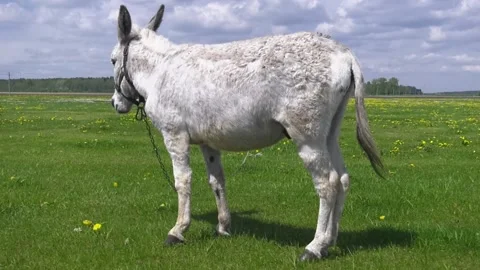 Donkeys Stock Footage 155209559