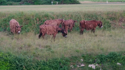 Donkeys Stock Footage 220877195