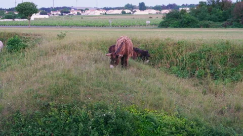 Donkeys Stock Footage 220877277