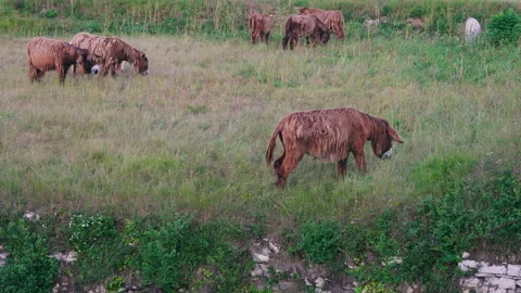 Donkeys Stock Footage 220877328