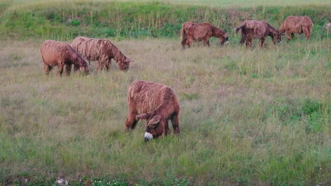 Donkeys Stock Footage 220877338
