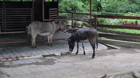 Donkeys 스톡 동영상 331278302