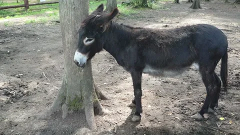 Donkeys in the forest Stock Footage 158055840