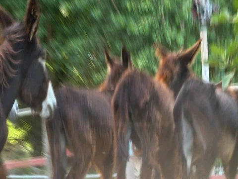 Donkeys galloping outside around the stall Stockbeeldmateriaal 81011764