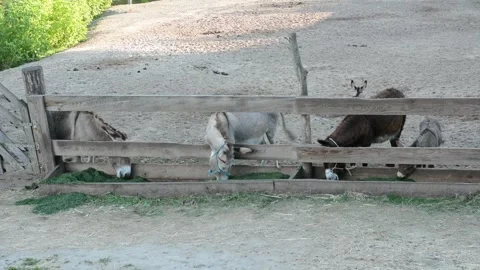 Donkeys gathers around a feeding trough, eating fresh grass Video stock 341160481