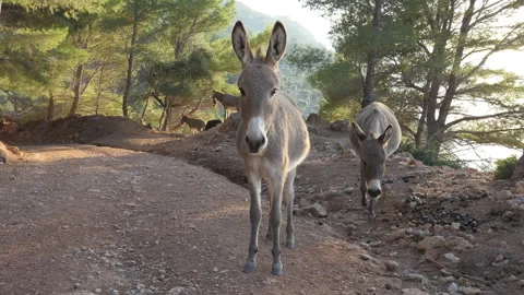 Donkeys going up a mountain trail and looking at the camera. Stock Footage 130362748
