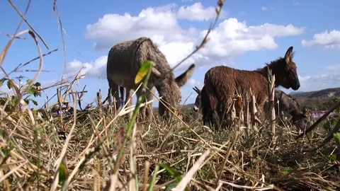 Donkeys graze grass in the wild Vídeos de archivo 294838556