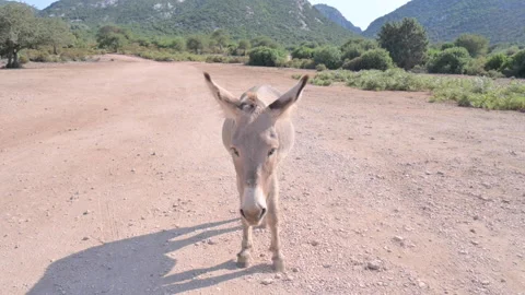 Donkeys graze in the mountains. Stockbeeldmateriaal 231508105