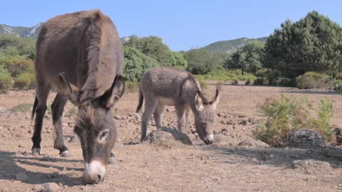 Donkeys graze in the mountains. Stock Footage 231508223