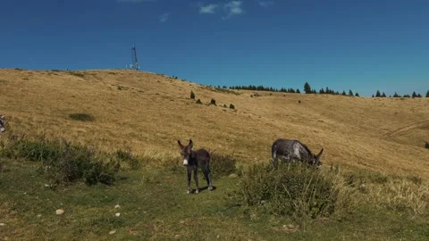 Donkeys grazing on dry hillside under blue sky Stock Footage 328123136